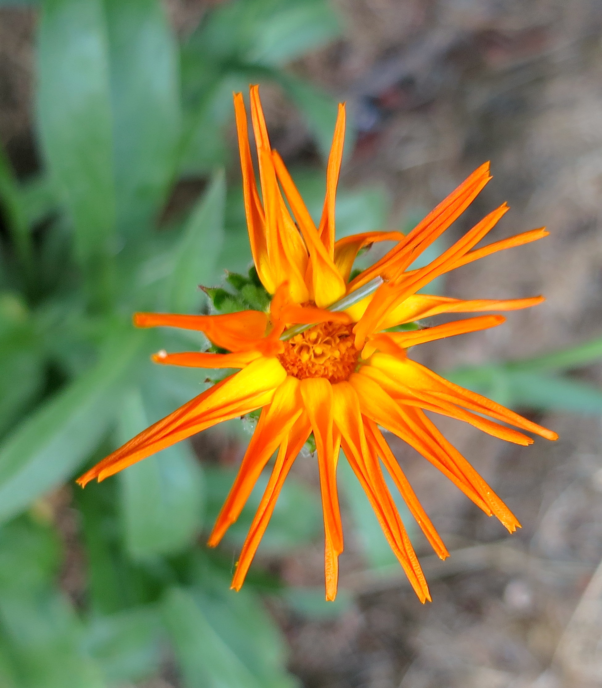 orangedaisy