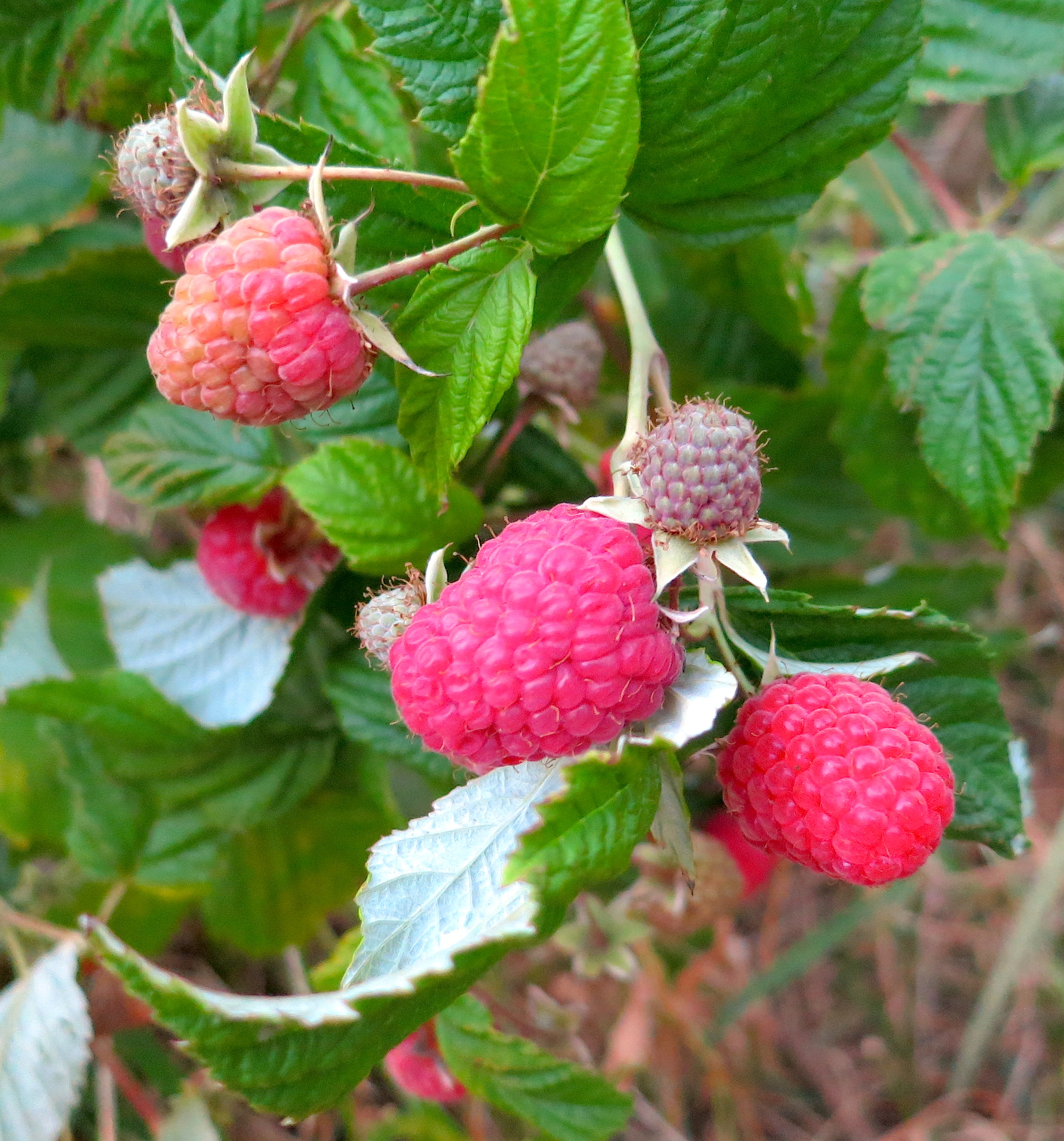 raspberryripen