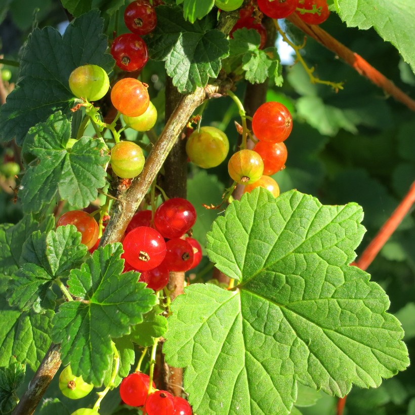 redcurrant2014