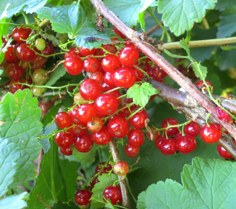 redcurrant20141