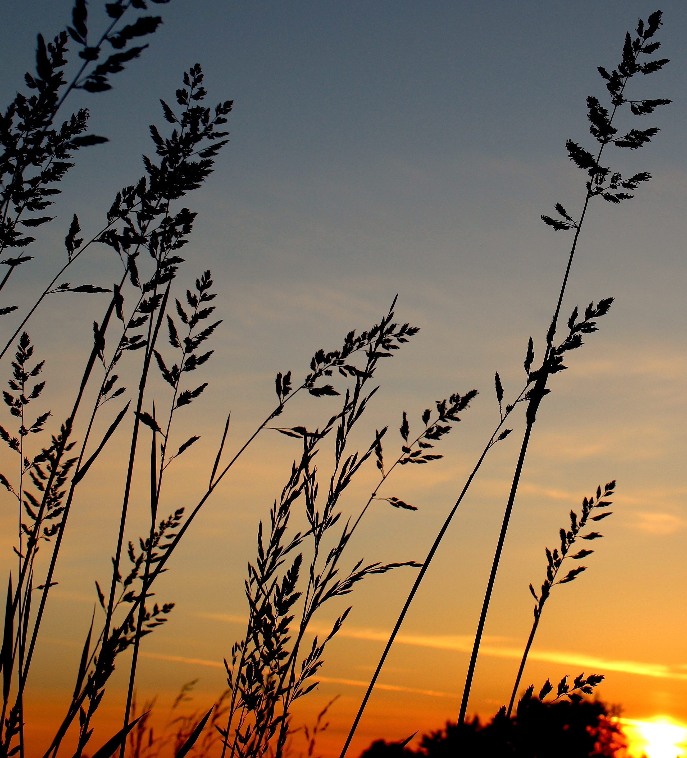 sunsetgrasses9