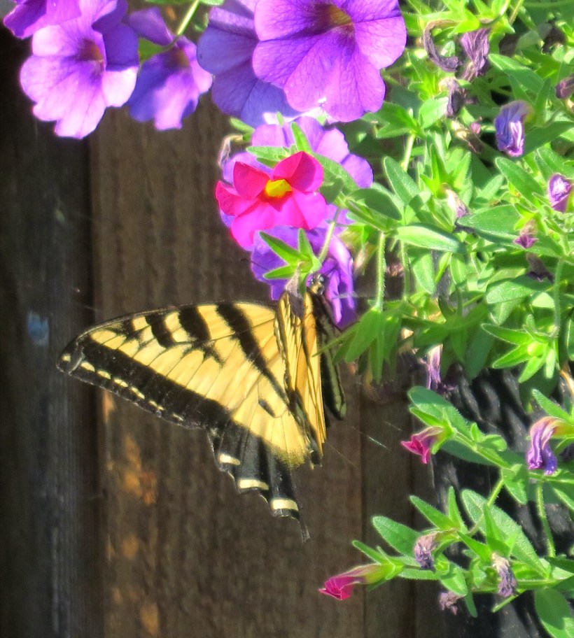 swallowtail2