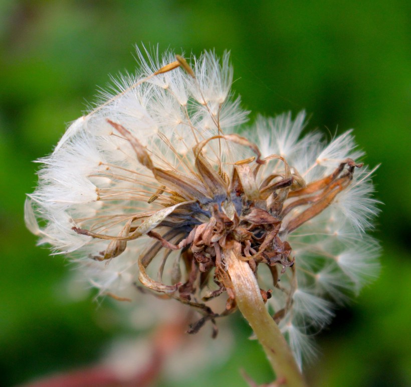 dandelion82414