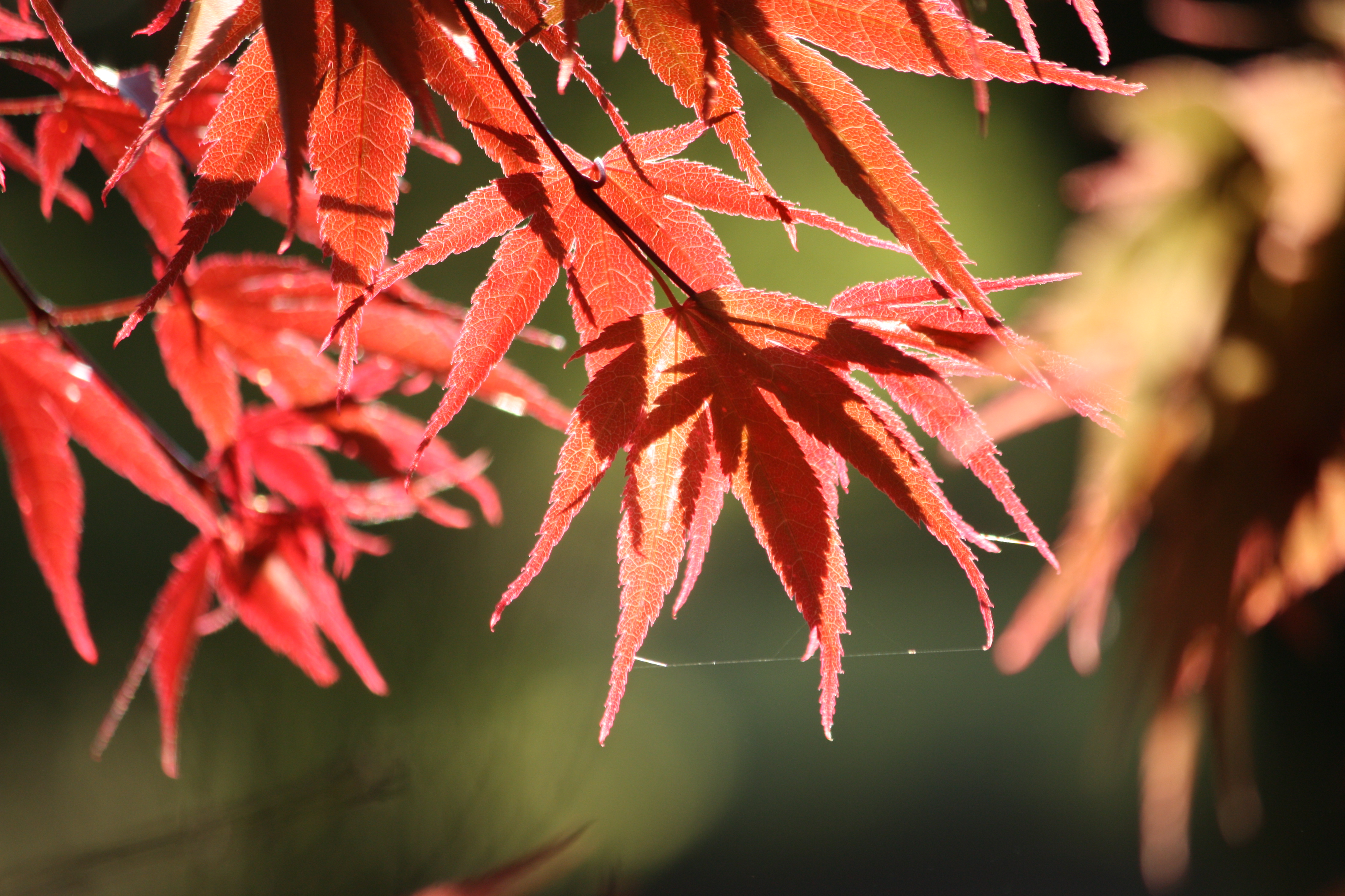 photo by Harry Rodenberger