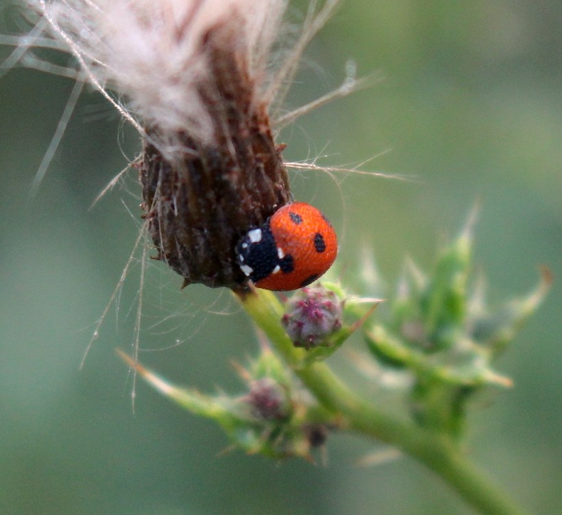 ladybug1