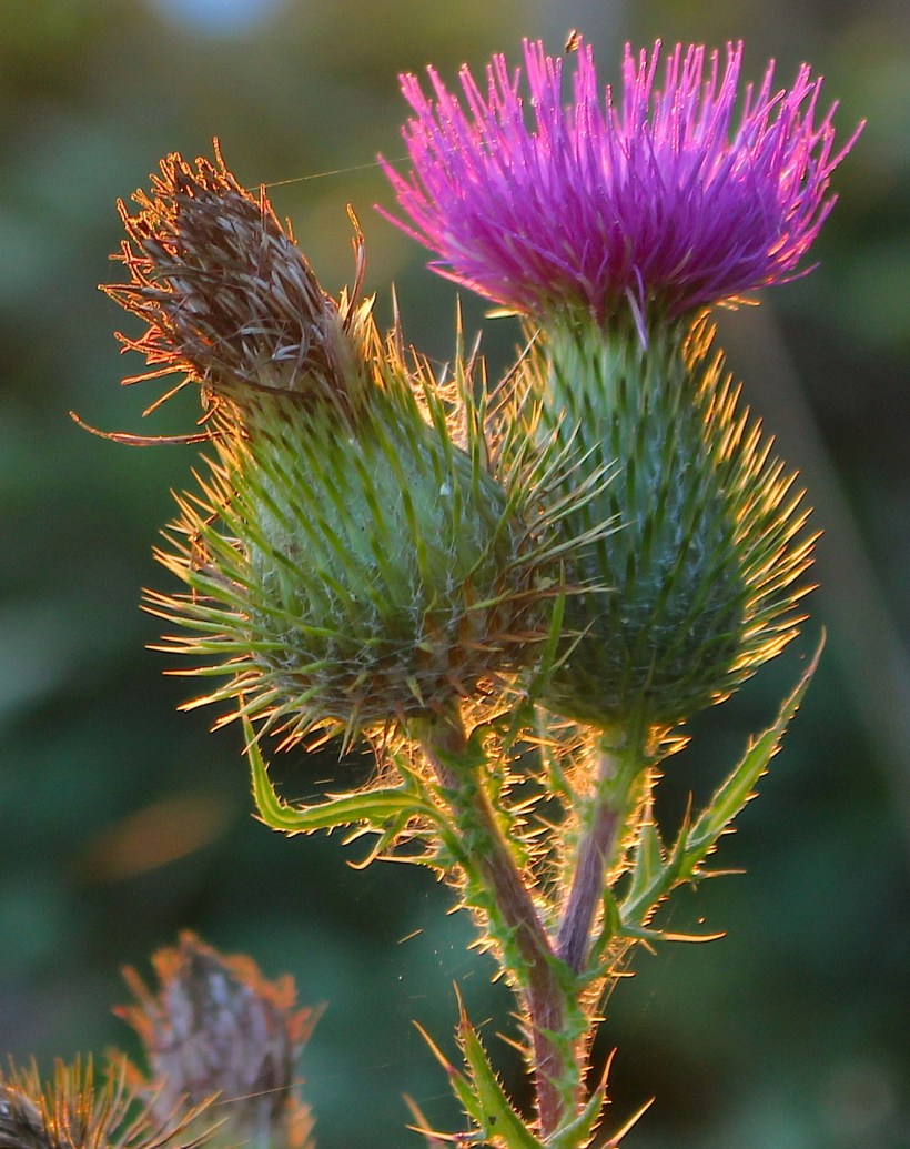 thistle816