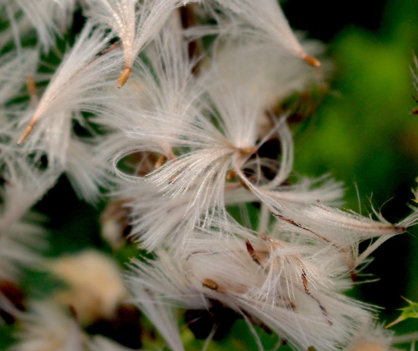 thistledown8241