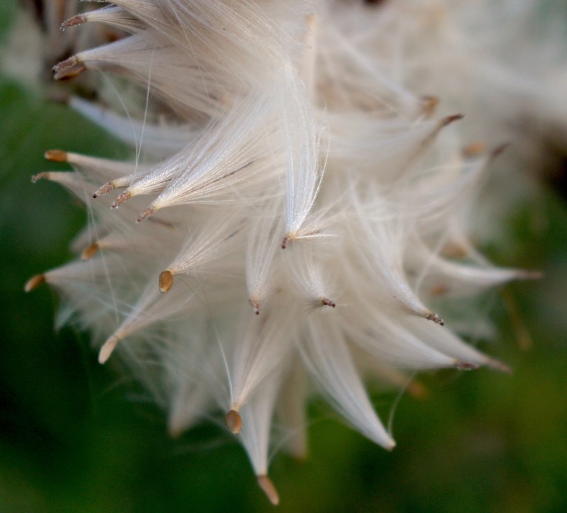 thistledown824142