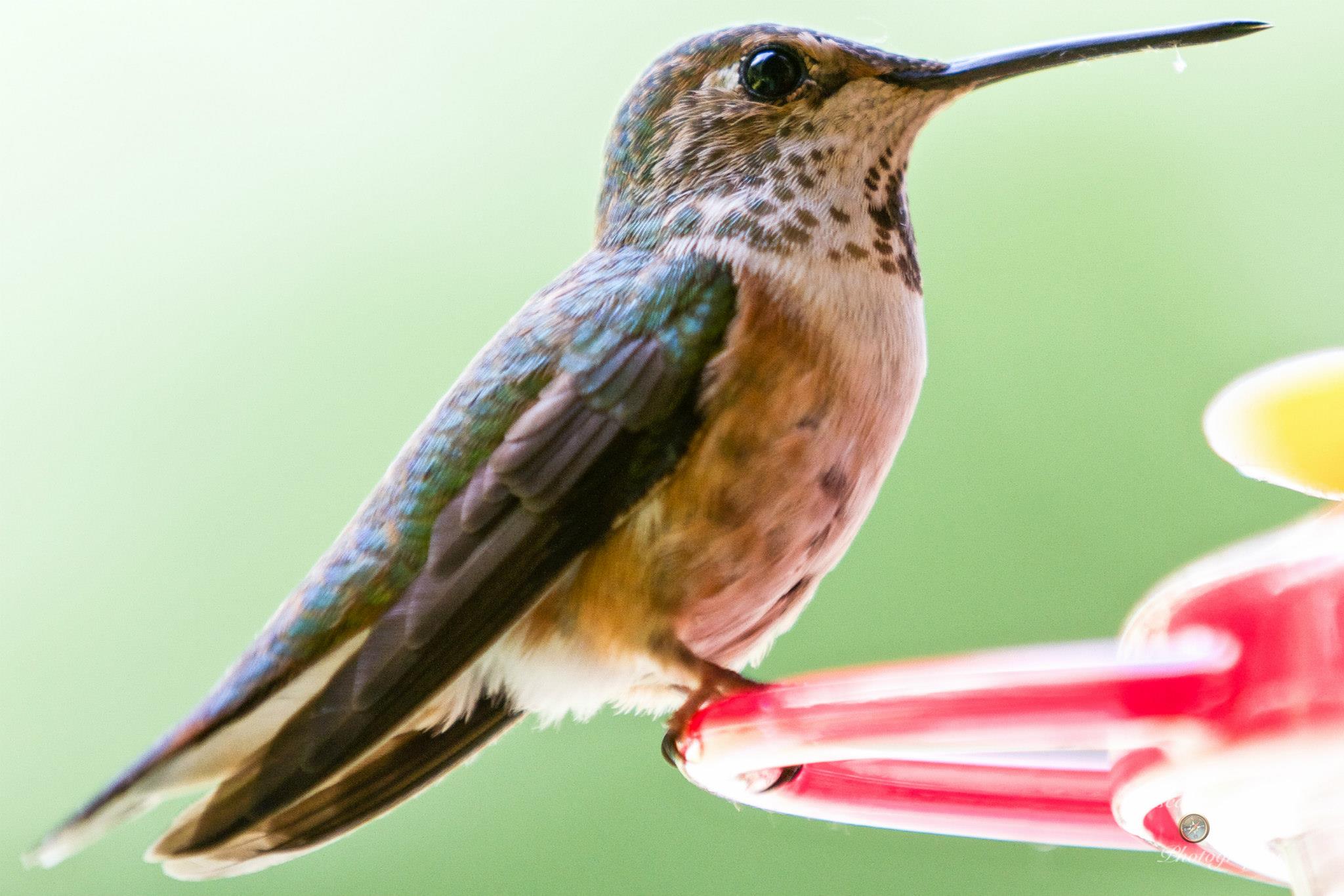 photo by Josh Scholten