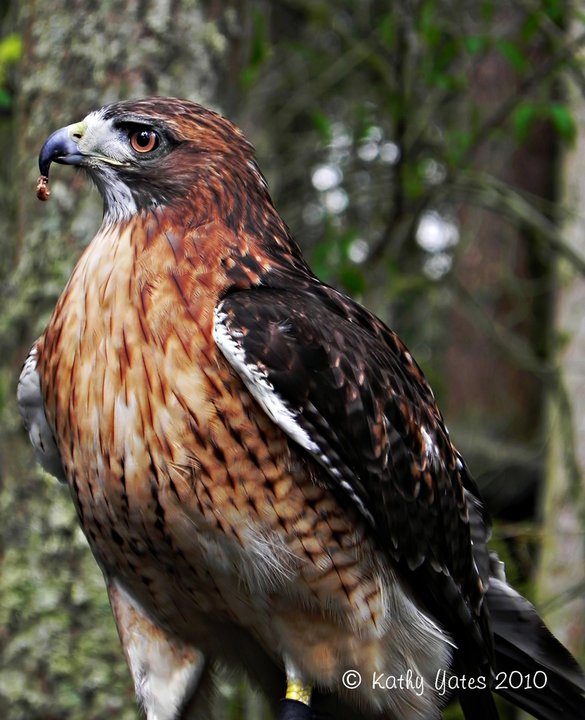 photo by Kathy Yates