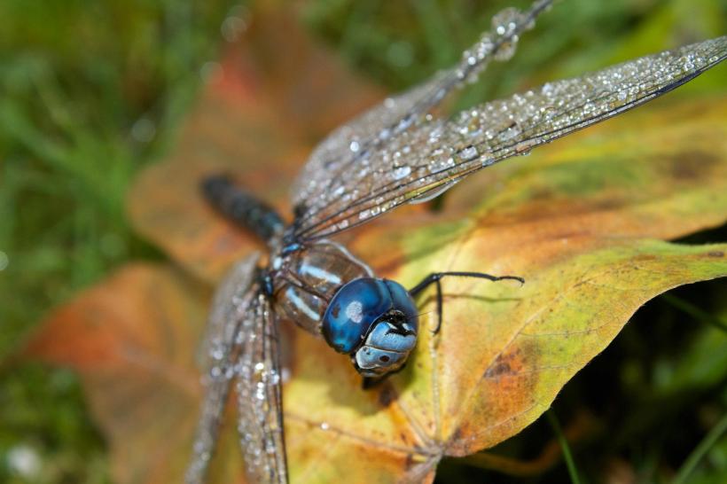 photo by Josh Scholten