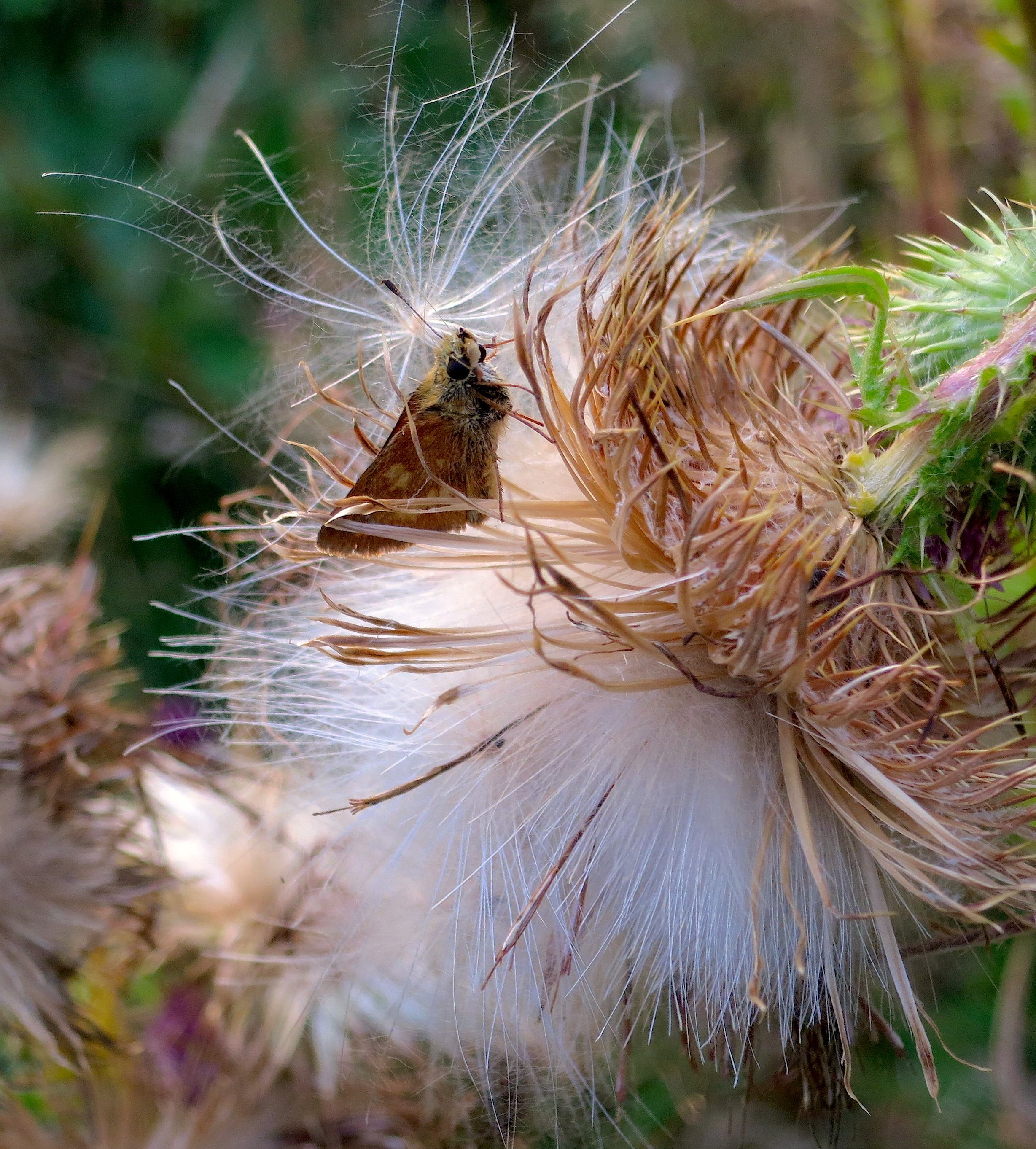 butterflythistle