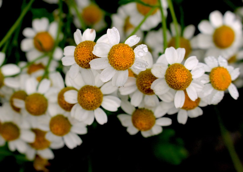 feverfew