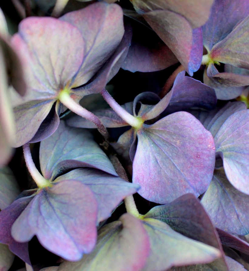 hydrangea9614