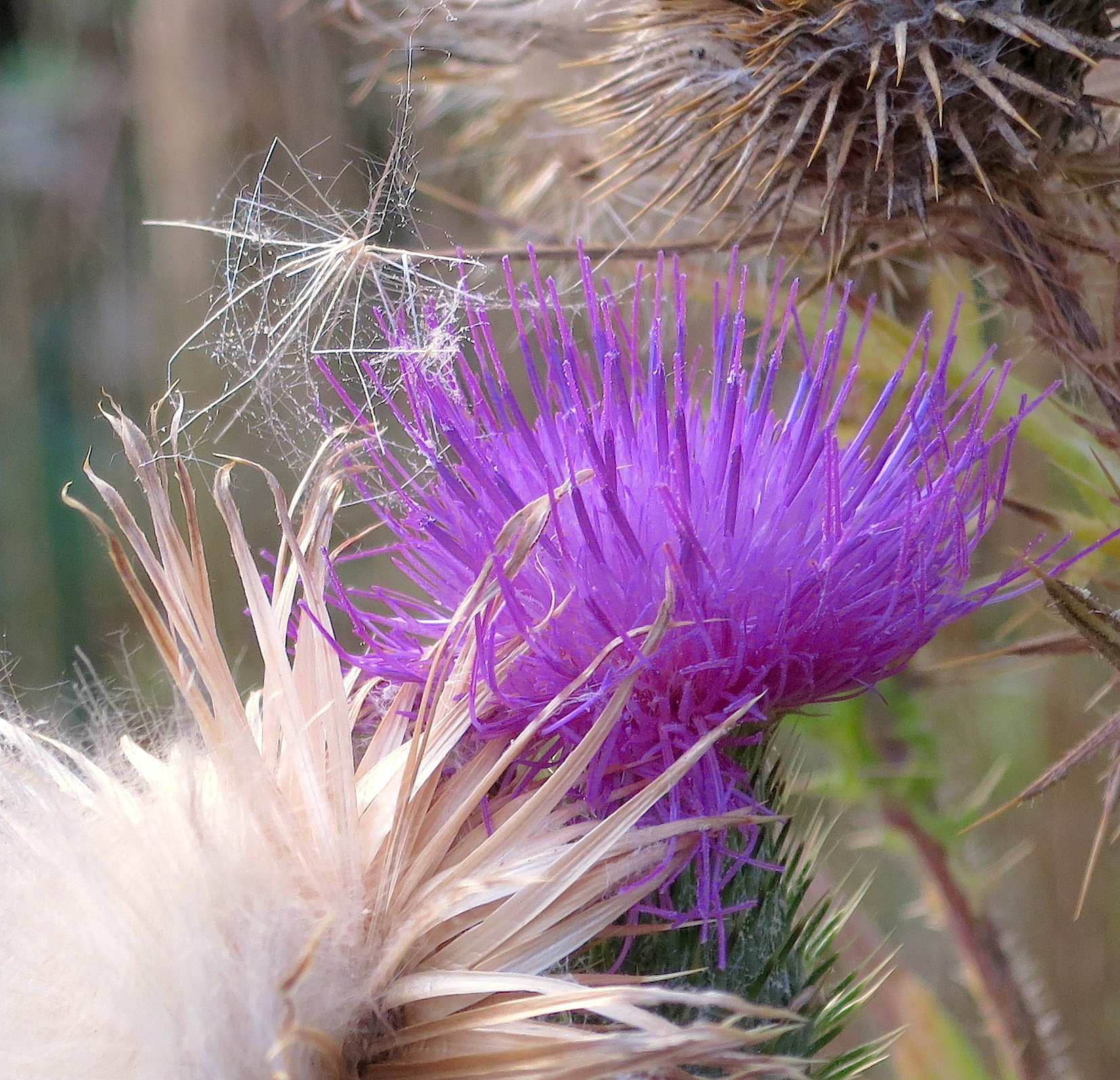thistle22