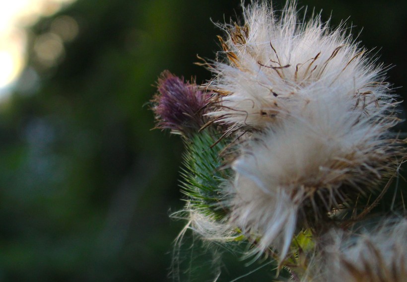 thistle5