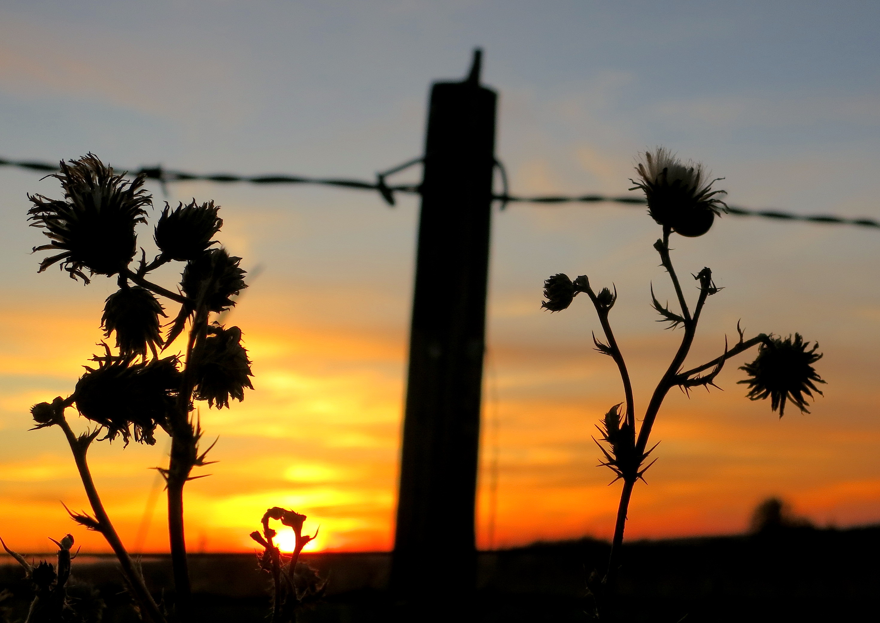 thistlesunset