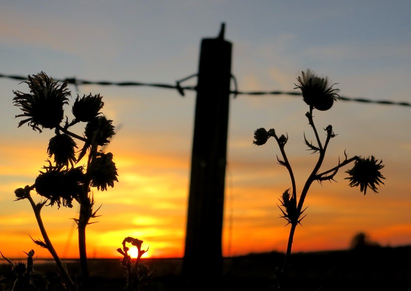 thistlesunset