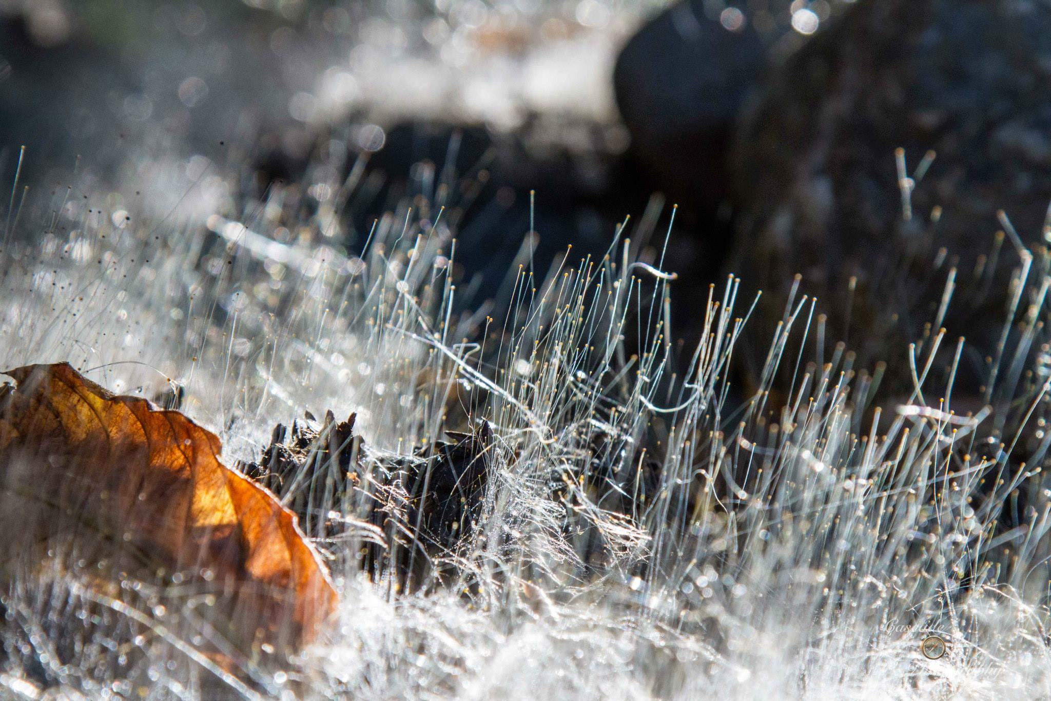 photo by Josh Scholten