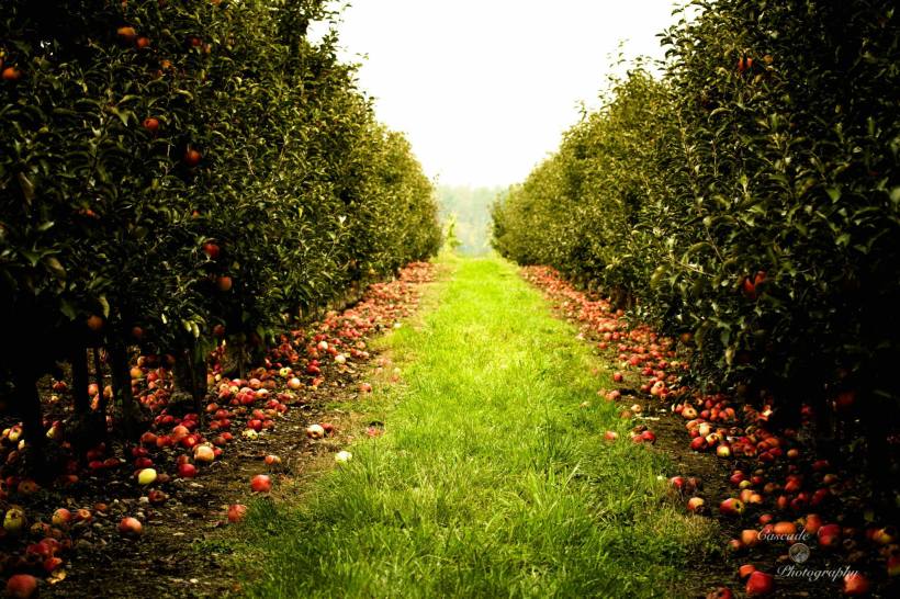 photos by Josh Scholten