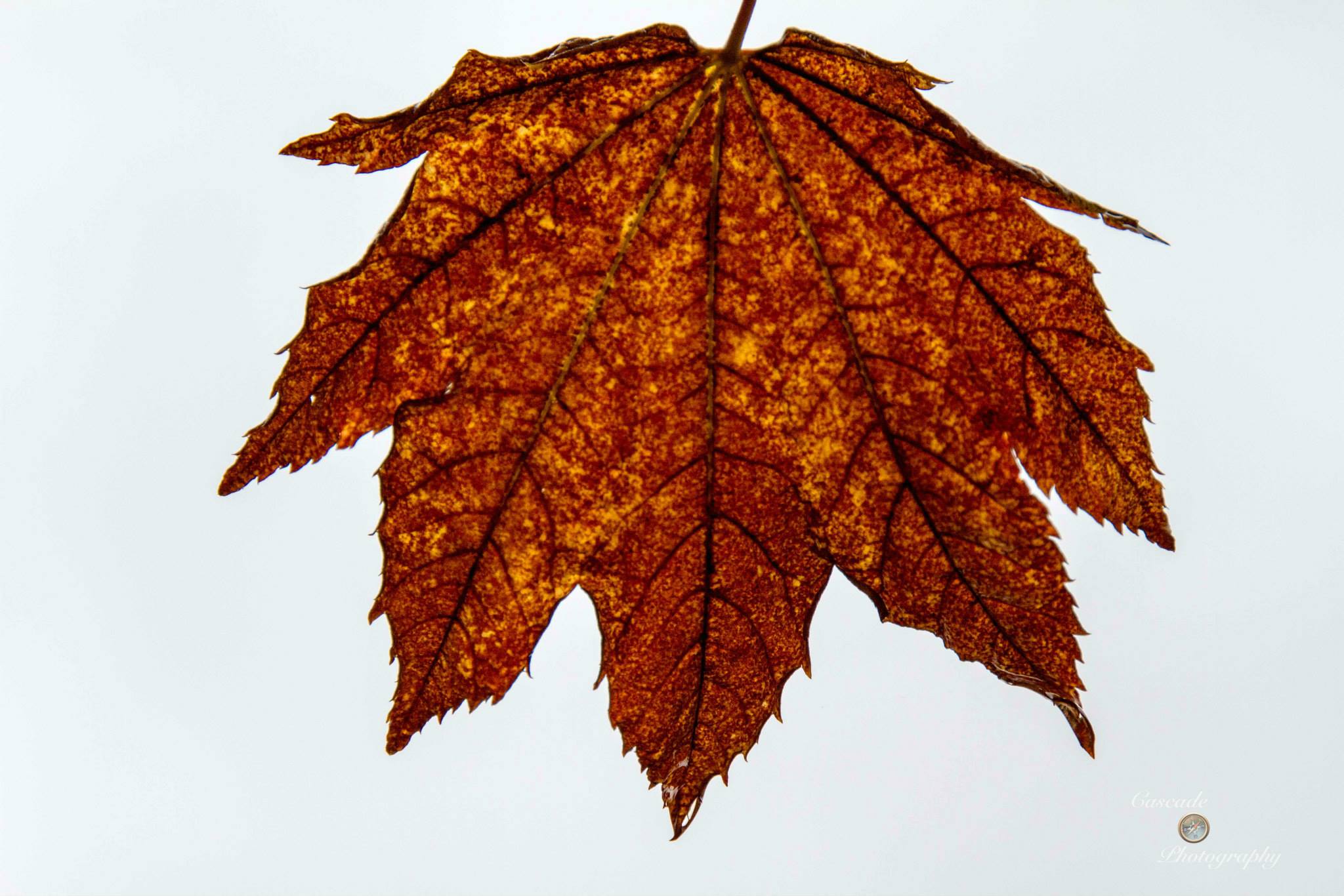 10644462_10203972474764503_239710317631113259_o