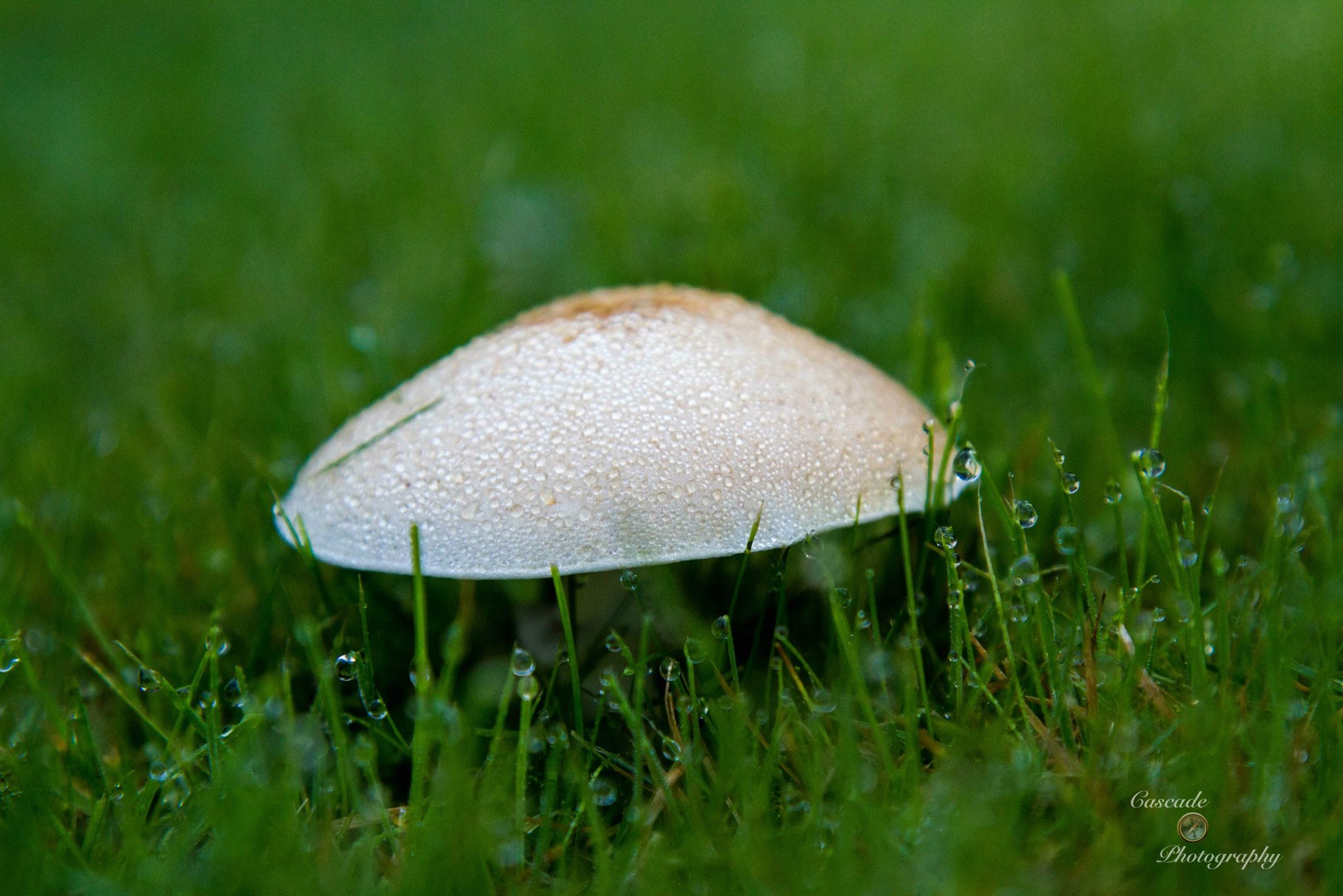 photo by Josh Scholten