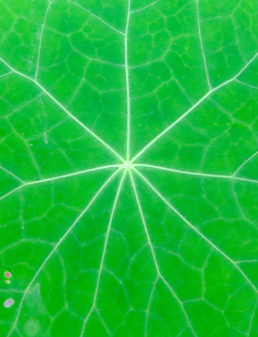 nasturtiumleaf
