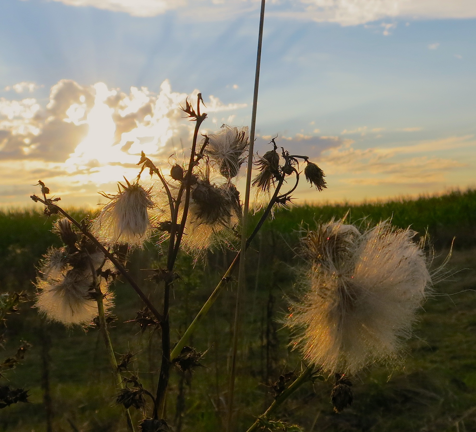 thistledown1