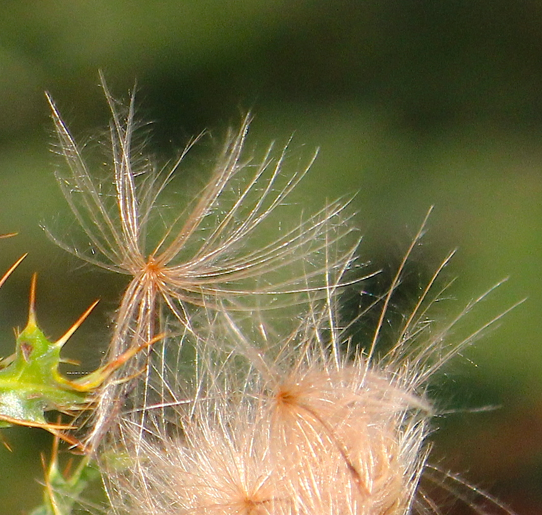 thistledown105
