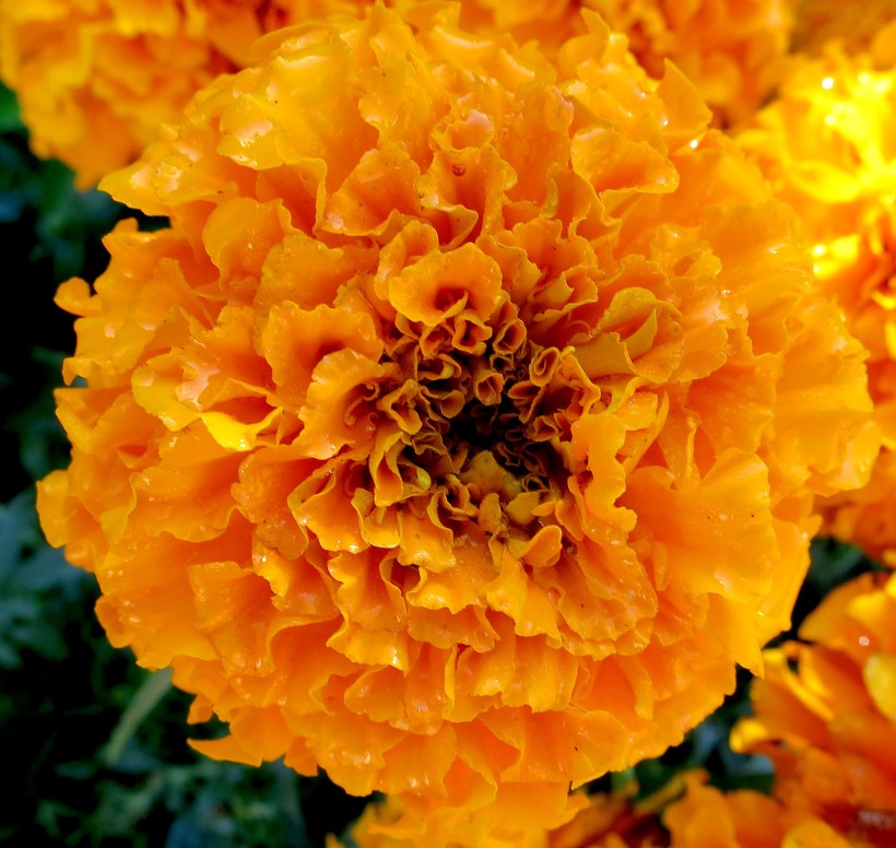 wlcmarigold