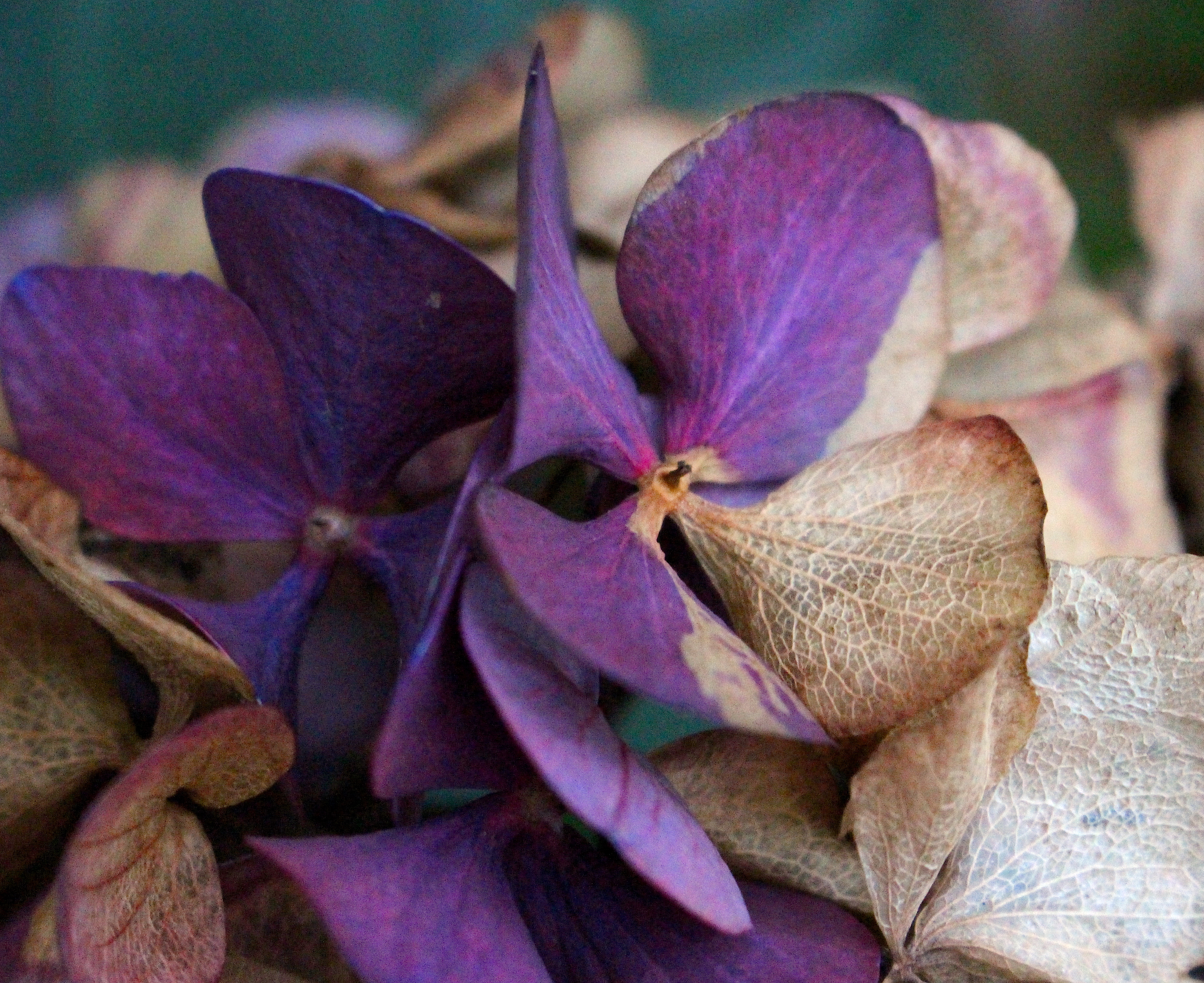 hydrangea1114
