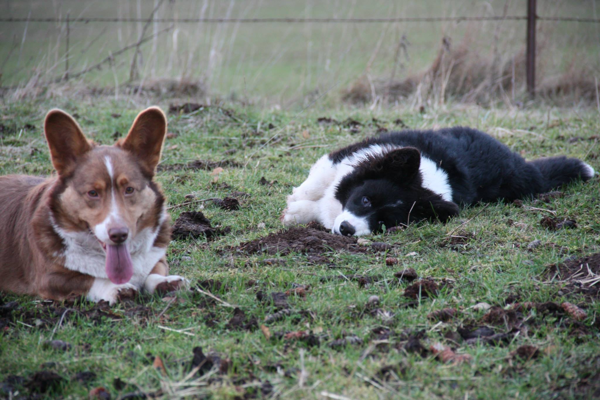 10887157_10203340514541187_7002584994469036800_o