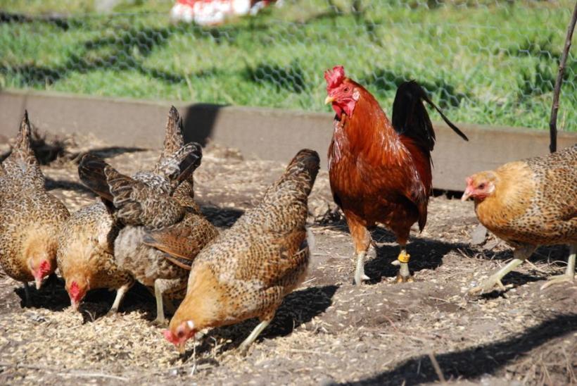 Buttercup Bantams bred by Benjamin Janicki at Janicki Buttercups
