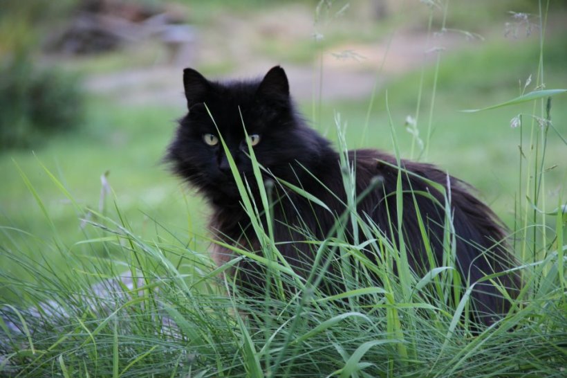 photo by Nate Gibson