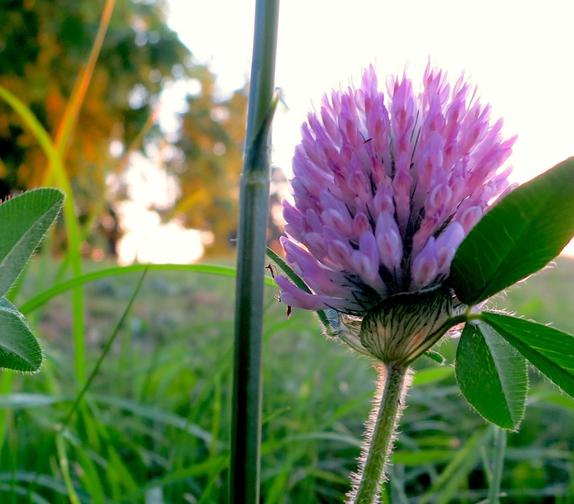 cloversunset