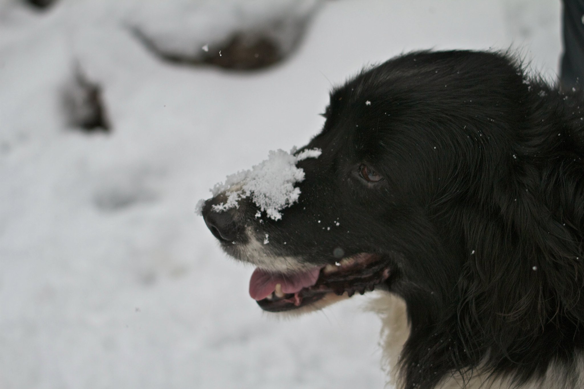 photo by Josh Scholten