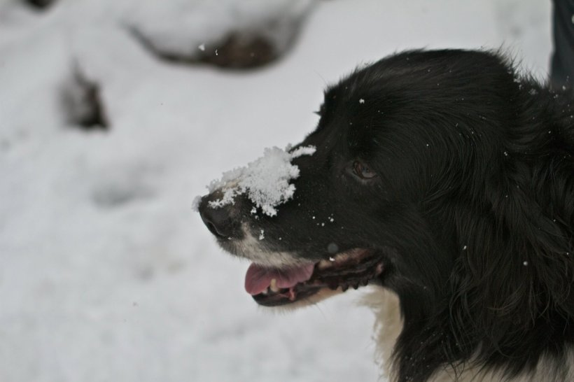 photo by Josh Scholten