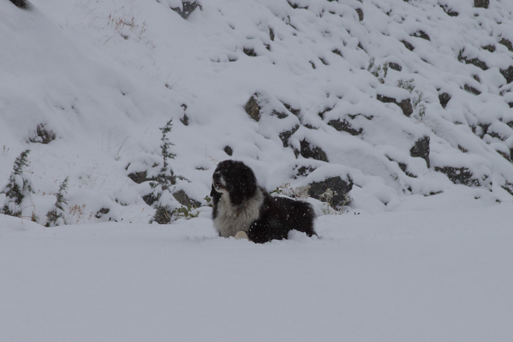 photo by Josh Scholten