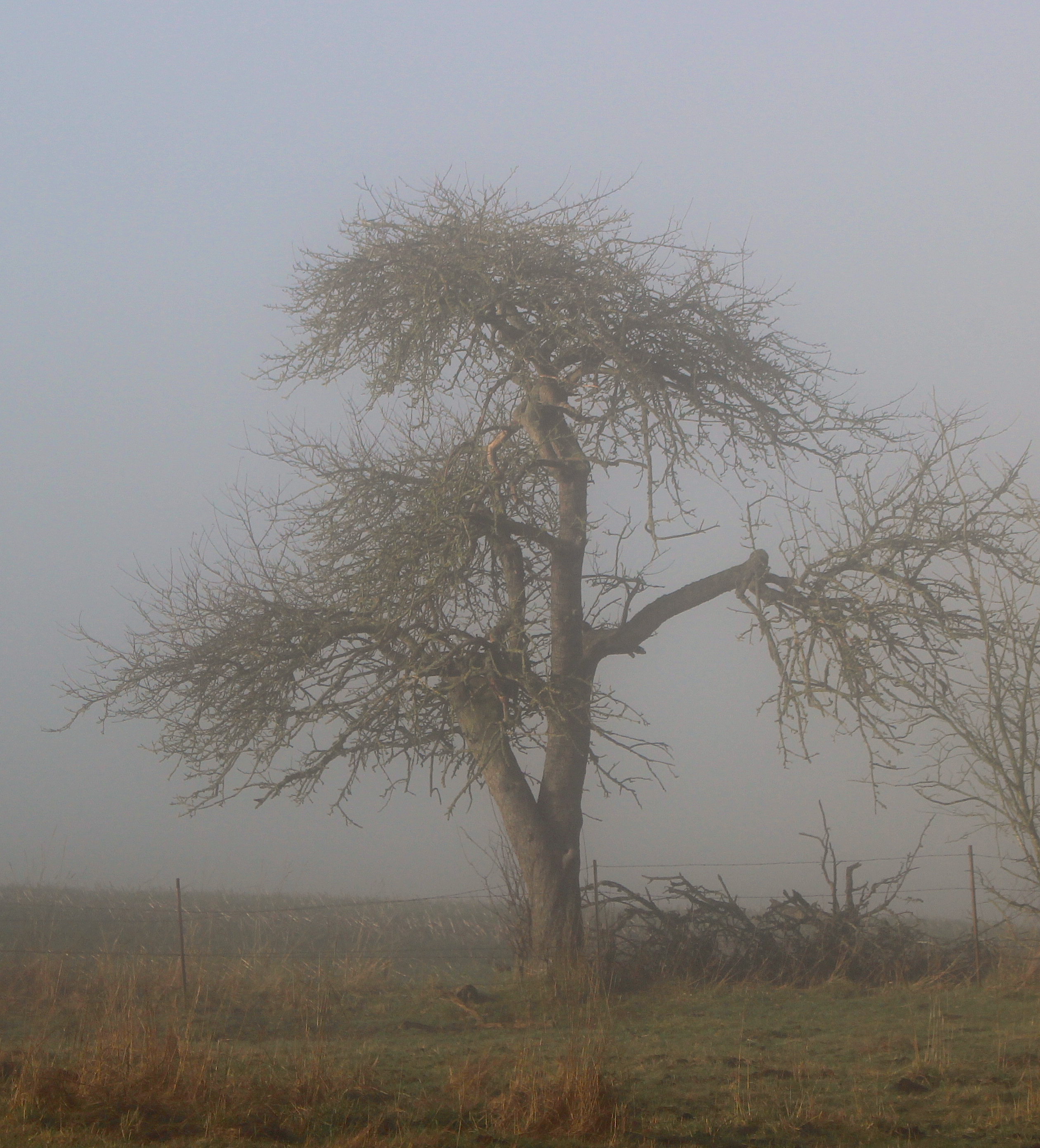 fogtree