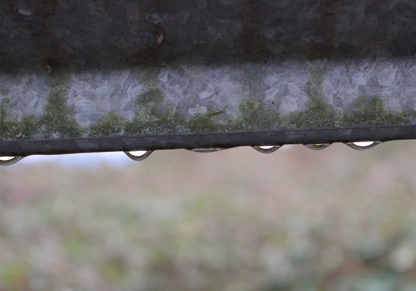 grayfencedrops