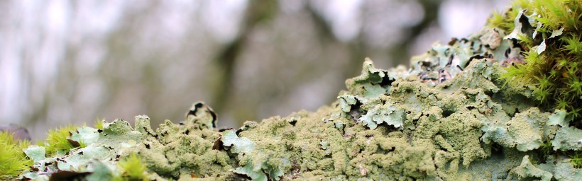 graylichen1