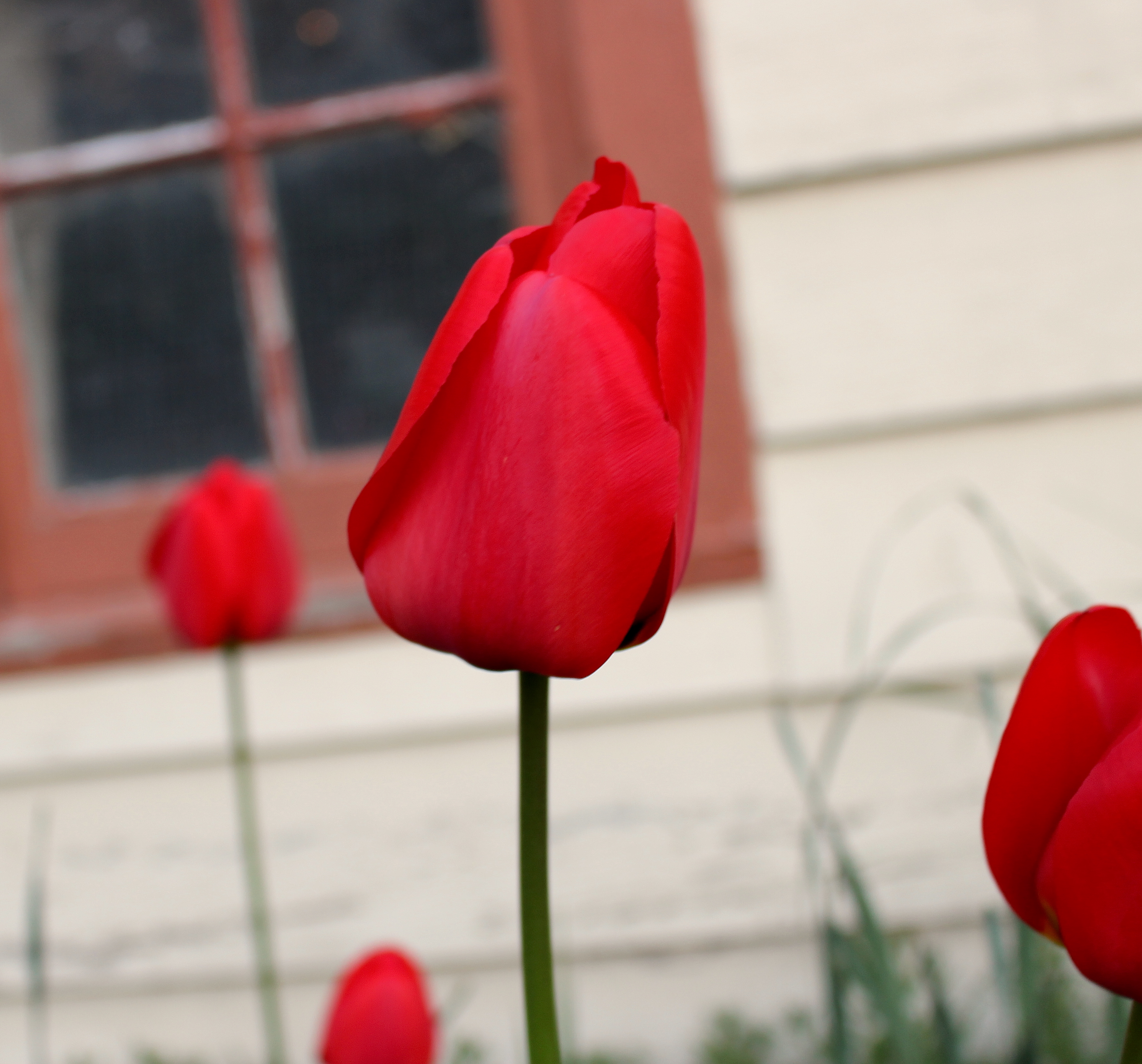 redbarntulip