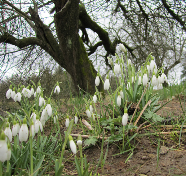 snowdrops1