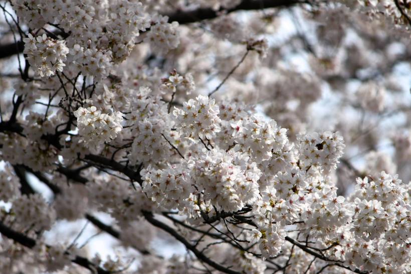 photo by Nate Gibson from Higashi-Kurume, Tokyo