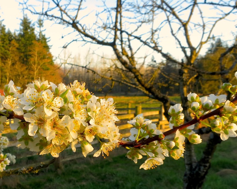 plumblossoms20151