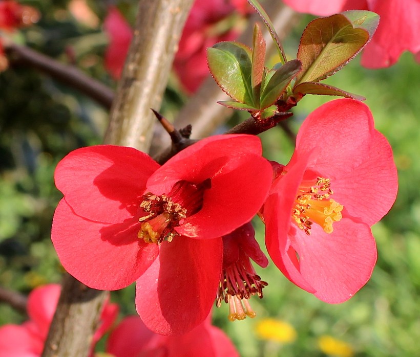quinceflower