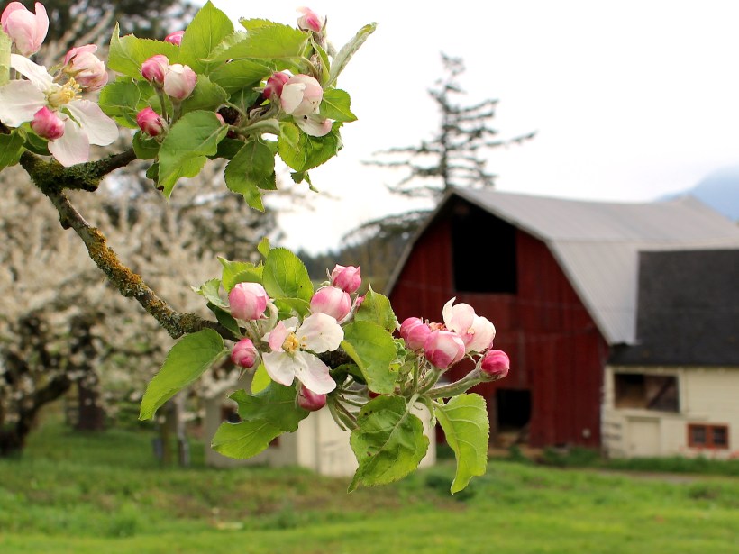 appleblossom4