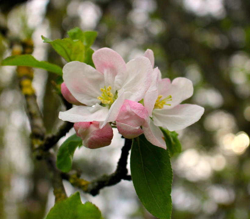 appleblossom5