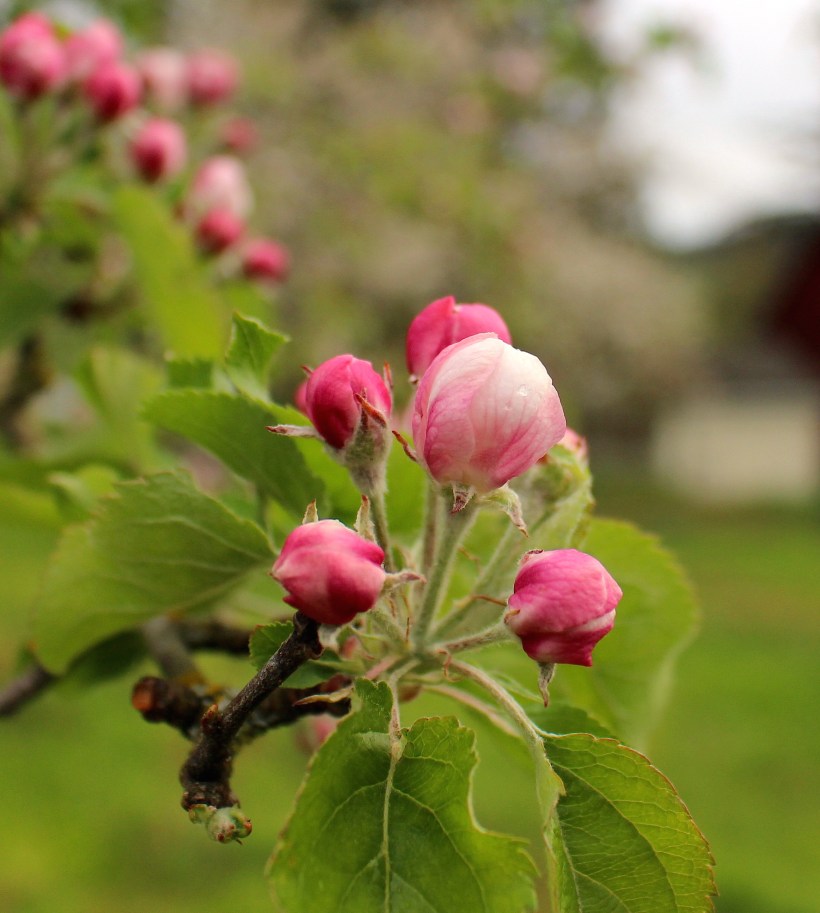 appleblossom6