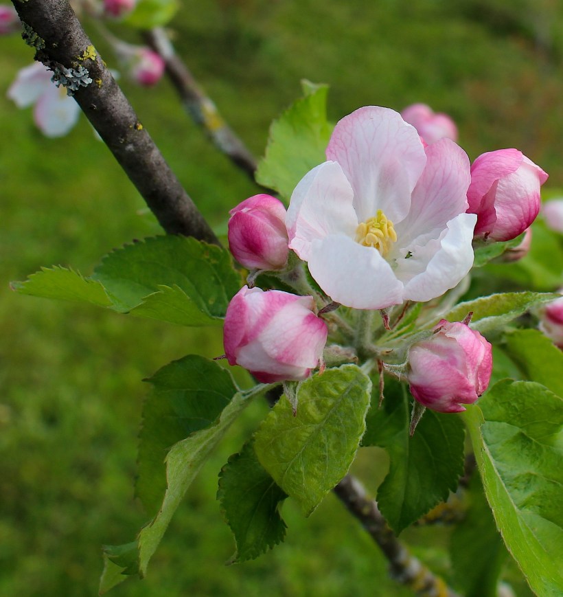 appleblossom8